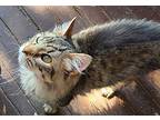 Ninja, Domestic Mediumhair For Adoption In Forty Fort, Pennsylvania