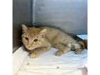 Firestar*, Domestic Shorthair For Adoption In El Paso, Texas