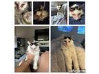 Toby, Domestic Mediumhair For Adoption In Lonsdale, Minnesota
