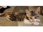 Xena, American Shorthair For Adoption In Leming, Texas