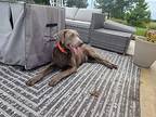 Johnny, Labrador Retriever For Adoption In Edgar, Wisconsin