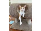 Taffy, Domestic Shorthair For Adoption In Youngsville, North Carolina
