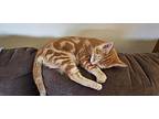 Cayenne, Domestic Shorthair For Adoption In Lebanon, Oregon