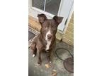 Buster, Terrier (unknown Type, Medium) For Adoption In Matawan, New Jersey