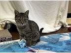 Alice, Domestic Shorthair For Adoption In Mebane, North Carolina