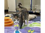 Candy, Domestic Shorthair For Adoption In Mebane, North Carolina