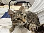 Charlie, Domestic Shorthair For Adoption In Mebane, North Carolina