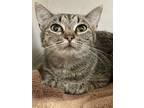 Lily, Domestic Shorthair For Adoption In Swanzey, New Hampshire