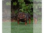 English Bulldog PUPPY FOR SALE ADN-831264 - English bulldog