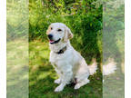 English Cream Golden Retriever PUPPY FOR SALE ADN-831233 - AKC English cream