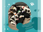 Portuguese Water Dog PUPPY FOR SALE ADN-831200 - Portuguese Water Dog