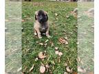 American Mastiff PUPPY FOR SALE ADN-831187 - Exceptional American Mastiff