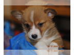 Pembroke Welsh Corgi PUPPY FOR SALE ADN-831167 - Pembroke Welsh Corgis