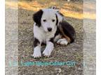 Miniature Australian Shepherd PUPPY FOR SALE ADN-831144 - Miniature Australian