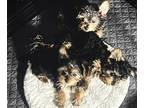 Yorkshire Terrier PUPPY FOR SALE ADN-831006 - Looking for Furever Families