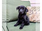 Golden Shepherd PUPPY FOR SALE ADN-830933 - Golden Shepherd