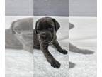Cane Corso PUPPY FOR SALE ADN-830874 - ICCF cane corso puppy