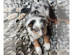 Miniature Australian Shepherd PUPPY FOR SALE ADN-831271 - Toymini aussies