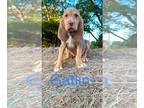 Bloodhound PUPPY FOR SALE ADN-831139 - Bloodhound puppies