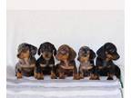 Dachshund PUPPY FOR SALE ADN-830974 - Adorable AKC Mini Dachshund Puppies
