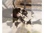 Boston Terrier PUPPY FOR SALE ADN-831133 - AKC blue Boston terriers