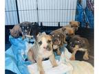 American Bully PUPPY FOR SALE ADN-830946 - Pocket bullies