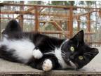 Adopt Suzie Can't Wait to Meet You! a Black & White or Tuxedo Domestic Shorthair