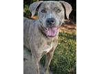 Adopt Emma a Brindle Pit Bull Terrier / Mixed dog in Dallas, GA (37821999)