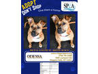 Adopt Odessa a Brown/Chocolate American Pit Bull Terrier / Mixed Breed (Medium)