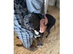 Adopt Sharpie a Black Mastiff / Mixed Breed (Medium) / Mixed (short coat) dog in