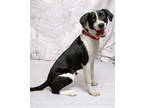 Adopt Uno a Black Pointer / Mixed Breed (Medium) / Mixed (short coat) dog in