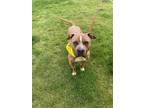 Adopt Brownie a Brown/Chocolate American Pit Bull Terrier / Mixed Breed (Medium)
