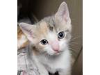 Adopt Raelynn a White Domestic Shorthair / Mixed Breed (Medium) / Mixed (short