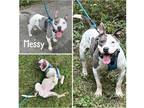 Adopt Messy a Black American Pit Bull Terrier / Mixed Breed (Medium) / Mixed
