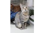 Adopt Lavern a All Black Domestic Shorthair / Mixed Breed (Medium) / Mixed