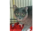 Adopt Cara Cara a Gray or Blue Domestic Shorthair / Mixed Breed (Medium) / Mixed