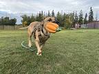 Jim, American Staffordshire Terrier For Adoption In Edmonton, Alberta