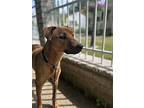 Archie, Doberman Pinscher For Adoption In Wolcott, Connecticut
