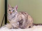 Lucky, Domestic Shorthair For Adoption In Bothell, Washington