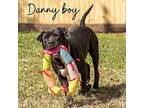 Danny, American Staffordshire Terrier For Adoption In Saugus, Massachusetts