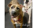 Hashbrown, Terrier (unknown Type, Medium) For Adoption In Saugus, Massachusetts