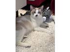 Clawdia, Siamese For Adoption In New Braunfels, Texas