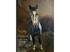 Loki Bill, Pony - Other For Adoption In Dewey, Illinois