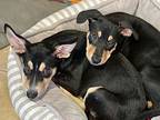 Buster, Miniature Pinscher For Adoption In St. Petersburg, Florida
