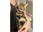 Fart Burger, Domestic Shorthair For Adoption In Deerfield, Michigan