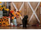 Veruca Salt, Domestic Shorthair For Adoption In Warner Robins, Georgia