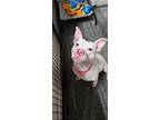 Angel, American Pit Bull Terrier For Adoption In Boardman, Ohio