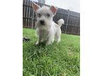 Sir Winston, Terrier (unknown Type, Small) For Adoption In Fort Worth, Texas