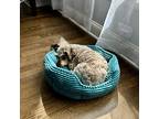 Gracie, Schnauzer (miniature) For Adoption In Homer Glen, Illinois