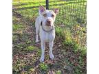 Kyra, American Pit Bull Terrier For Adoption In Willis, Texas